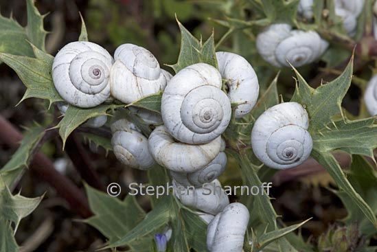 snails on thistle 1 graphic